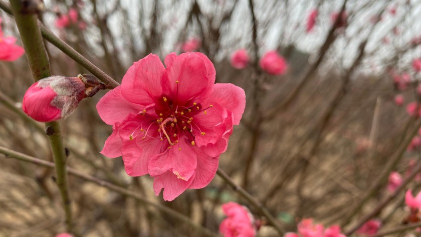 Hoa đào - biểu tượng của mùa xuân tươi đẹp