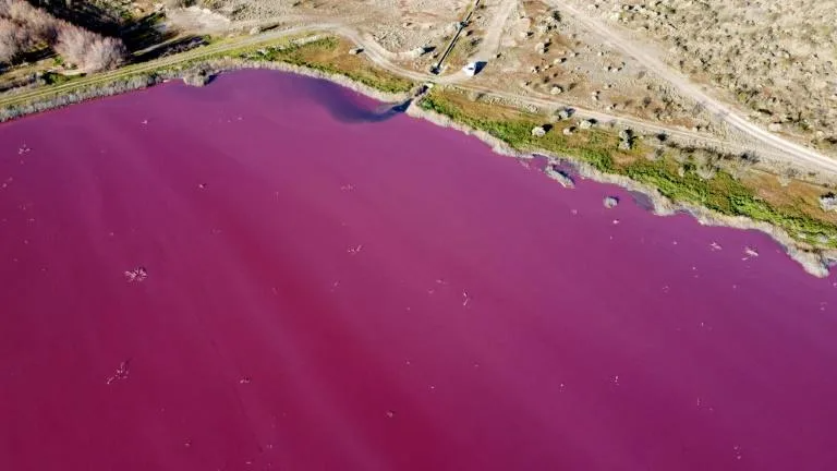 Nước đầm Corfo chuyển thành màu hồng.