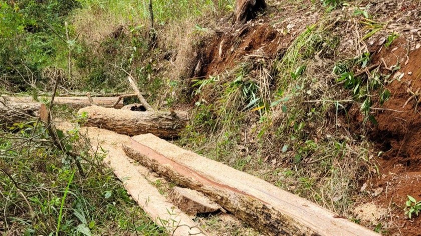 Gỗ rừng bị cưa hạ trái phép tại tiểu khu 275, xã Liên Hiệp, huyện Đức Trọng bị thu giữ.