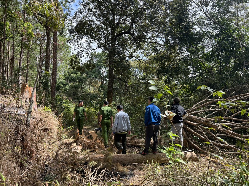 Điều tra, truy tố theo thủ tục rút gọn vụ phá rừng phòng hộ ngày 29 Tết  ảnh 4