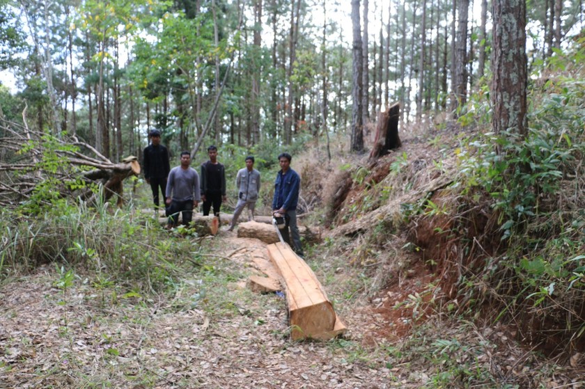 Điều tra, truy tố theo thủ tục rút gọn vụ phá rừng phòng hộ ngày 29 Tết  ảnh 3