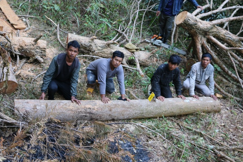 Điều tra, truy tố theo thủ tục rút gọn vụ phá rừng phòng hộ ngày 29 Tết  ảnh 1