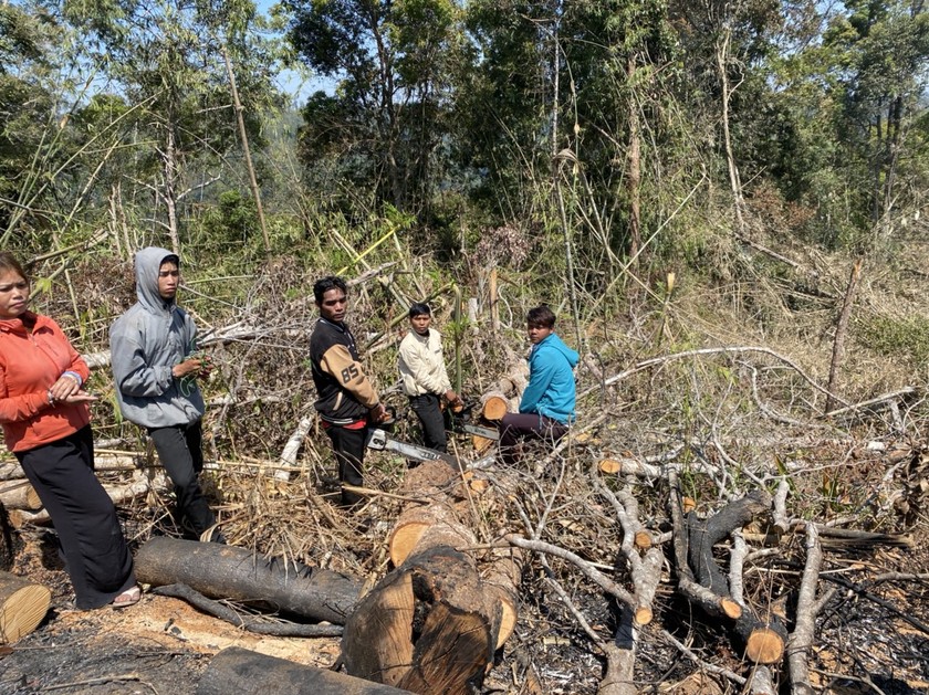 Số vụ phá rừng phức tạp trên địa bàn Lâm Đồng tăng mạnh ảnh 3