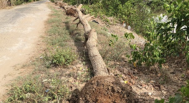 Bạc Liêu: Hàng cây me chết khô gây lãng phí ngân sách nhà nước