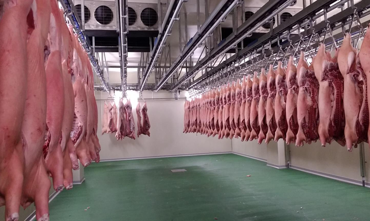 Thịt lợn được ủ trong phòng lạnh âm độ để phần thịt sâu nhất về nhiệt độ 0 - 4 độ C. ảnh 4