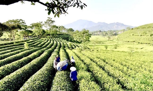 Yên Sơn (Tuyên Quang) nhiều khởi sắc trong phát triển kinh tế - xã hội ảnh 2