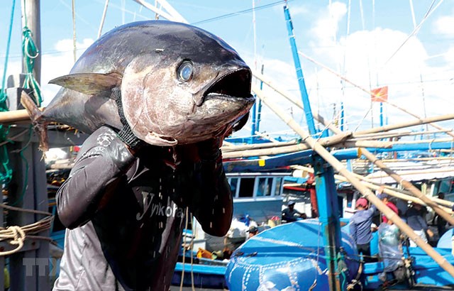 Doanh nghiệp xuất khẩu cá ngừ đang đối mặt với nhiều khó khăn. (Ảnh minh họa)