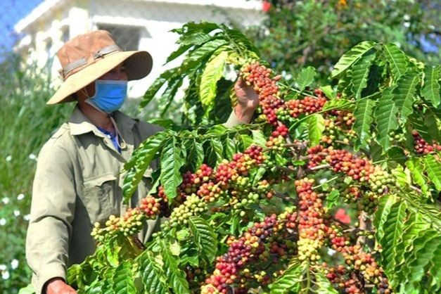 Hơn 95% diện tích cà phê trồng phân tán ở các nông hộ khó chứng minh nguồn gốc. (Ảnh minh họa)