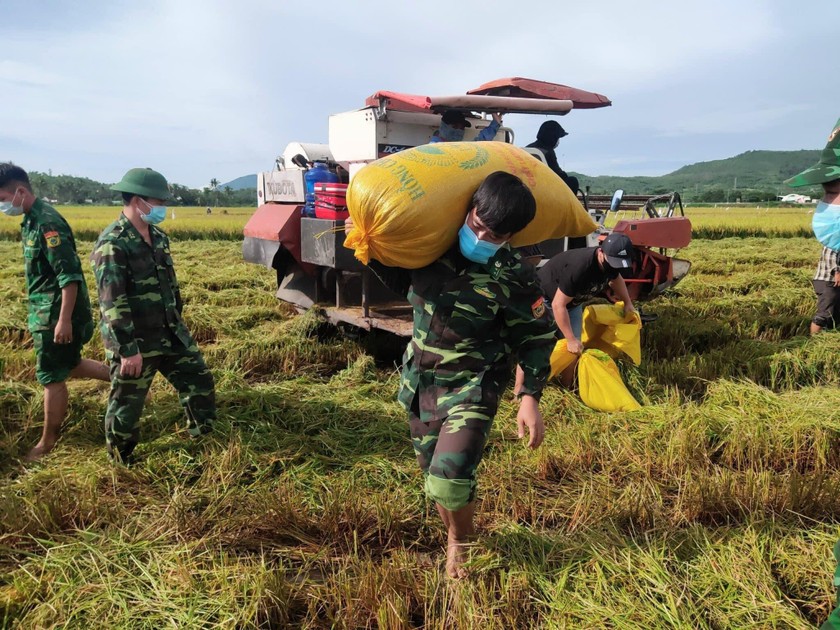 80 cán bộ, chiến sỹ lực lượng vũ trang tham gia gặt lúa giúp dân.