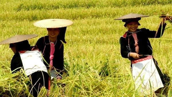 Người Việt đi du lịch Việt