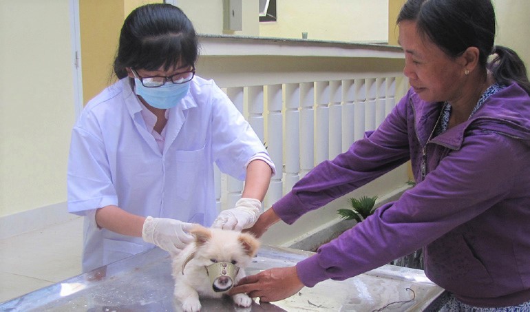 Chích ngừa bệnh dại cho đàn chó là biện pháp ngăn chặn, phòng ngừa bệnh dại hiệu quả