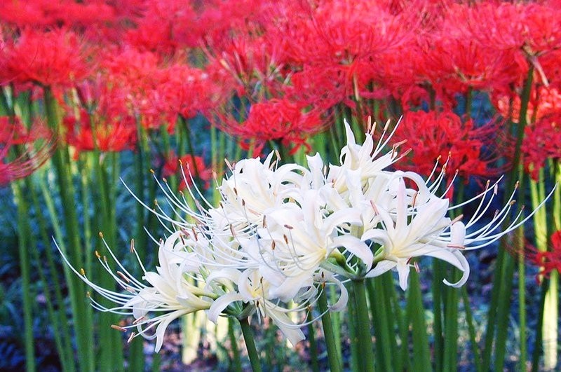 Bỉ ngạn - loại hoa thức tỉnh mối tình sở hữu nhị màu sắc hoa đỏ ối và hoa White hình ảnh 3