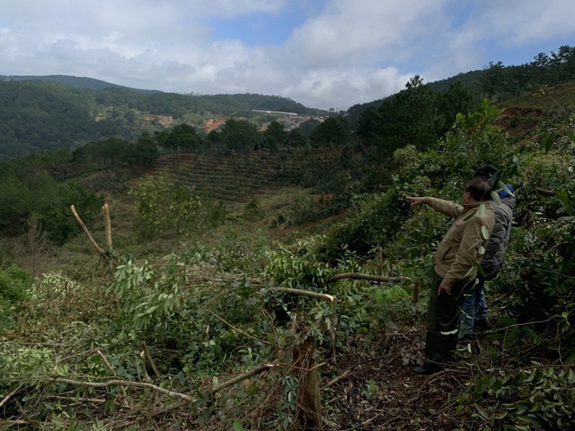 Máu rừng vẫn đổ ở Lâm Đồng