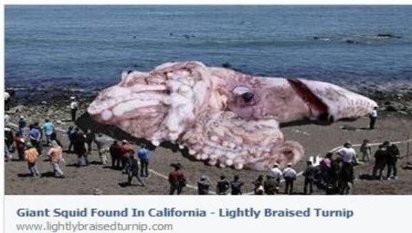 Hình ảnh những người hiếu kỳ xem xác quái vật biển tưởng như chỉ có trên phim ảnh 