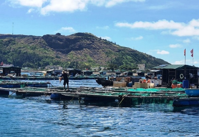 Nhiều người dân Lý Sơn có khoản thu nhập lớn từ việc chuyển sang mô hình nuôi cá lồng bè.