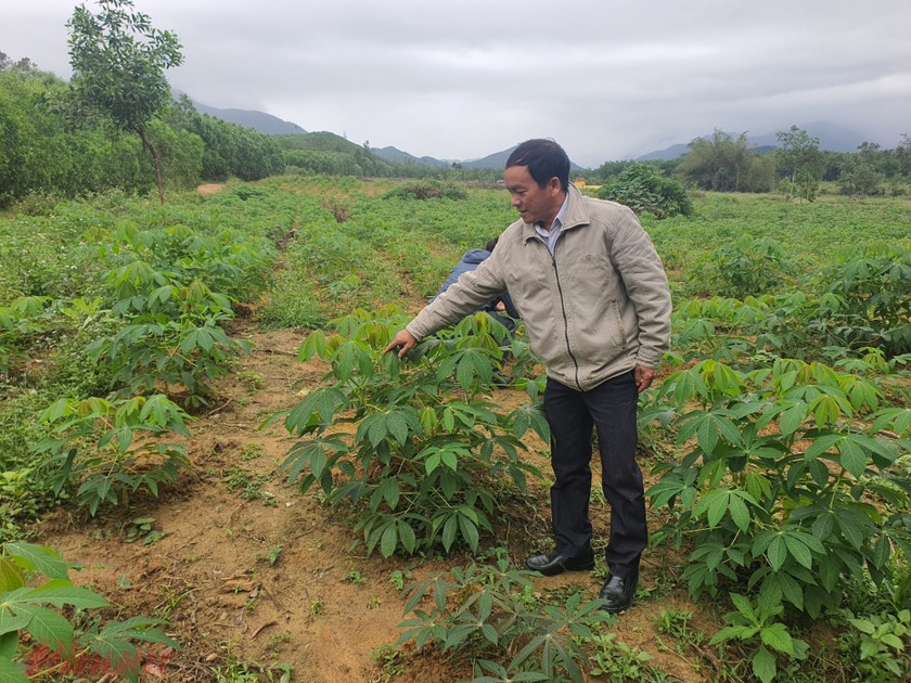 Giống sắn HN3 chưa được công bố lưu hành tại tỉnh Quảng Ngãi nhưng đã được Viện Di truyền nông nghiệp bán cho tỉnh Quảng Ngãi để trồng.