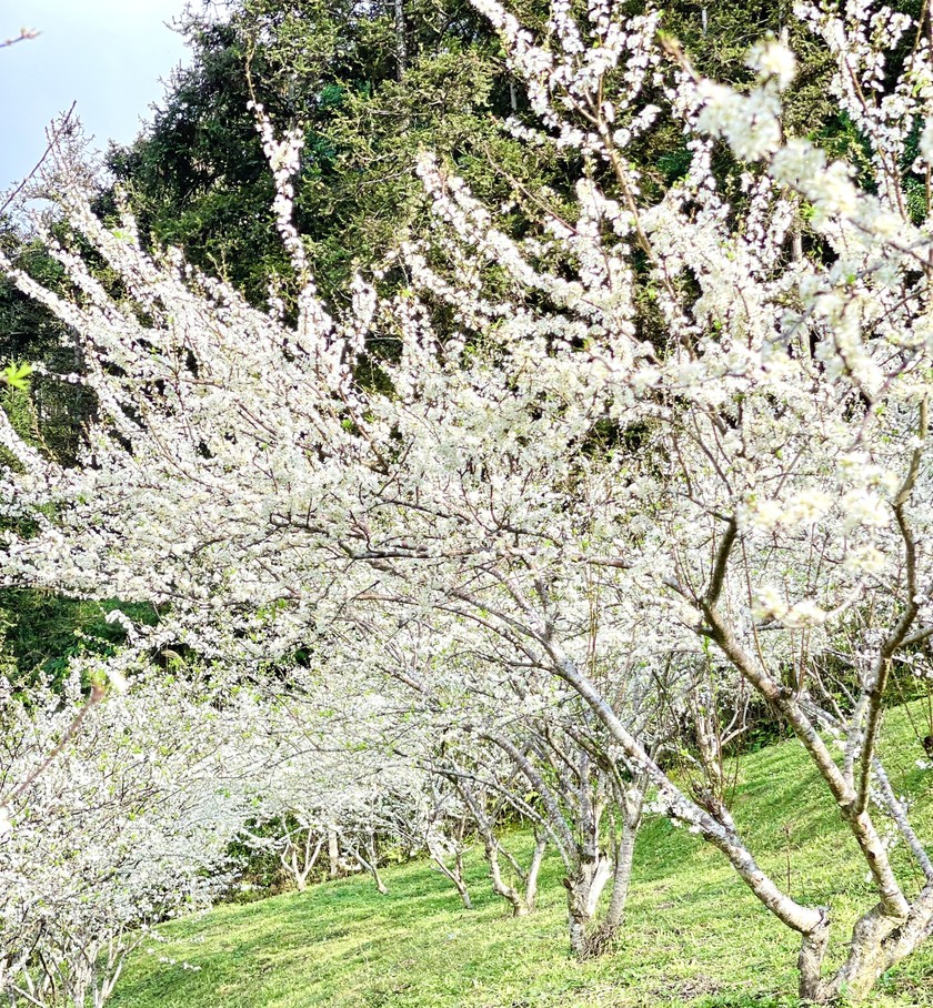 Hoa mận trên cao nguyên Bắc Hà: Đẹp đến nao lòng! | Báo Pháp luật Việt Nam điện tử Hoa Mận Trên Cao Nguyên Bắc Hà: Đẹp Đến Nao Lòng! | Báo Pháp Luật Việt Nam Điện Tử