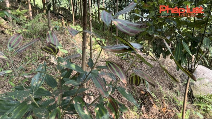 Bảo Thắng (Lào Cai): Lại xuất hiện tình trạng cây táp lá, chết bất thường tại xã Phú Nhuận ảnh 3