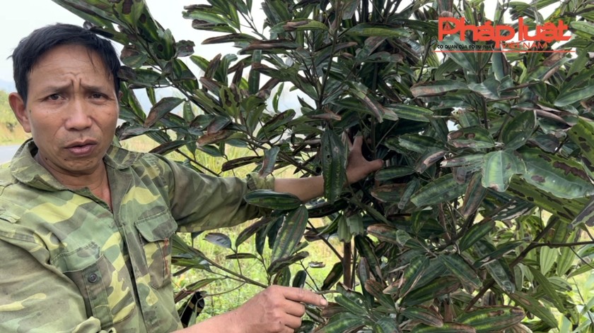 Bảo Thắng (Lào Cai): Lại xuất hiện tình trạng cây táp lá, chết bất thường tại xã Phú Nhuận