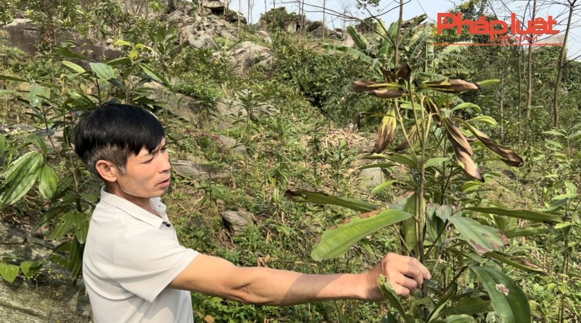 Bảo Thắng (Lào Cai): Lại xuất hiện tình trạng cây táp lá, chết bất thường tại xã Phú Nhuận ảnh 4