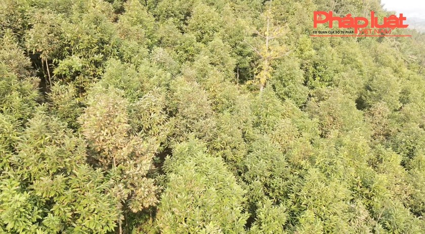 Bảo Thắng (Lào Cai): Lại xuất hiện tình trạng cây táp lá, chết bất thường tại xã Phú Nhuận ảnh 1
