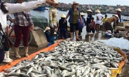 Yêu cầu báo cáo nguyên nhân cá chết ở Thanh Hóa trước 20/9