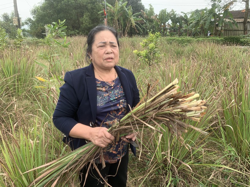 Bà Trần Thị Khoát lo lắng cây sả không có nơi tiêu thụ khi doanh nghiệp liên kết "bỏ chạy". Ảnh: PV