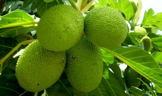 Sa Kê Chiên Giòn: Cách Chiên Sa Kê Với Bột Chiên Giòn, Bùi Bùi Siêu Ngon