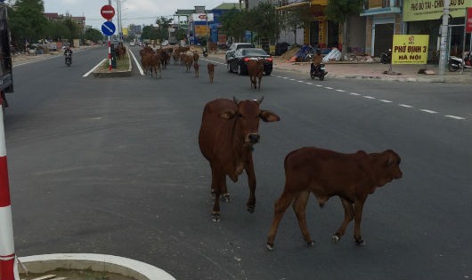 Đàn bò "diễu hành" trên quốc lộ gây mất an toàn giao thông