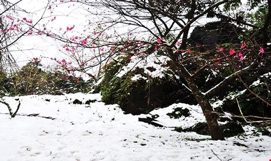 Hoa đào khoe sắc thắm đón tuyết ở Sa Pa thu hút sự háo hức của du khách tìm về.