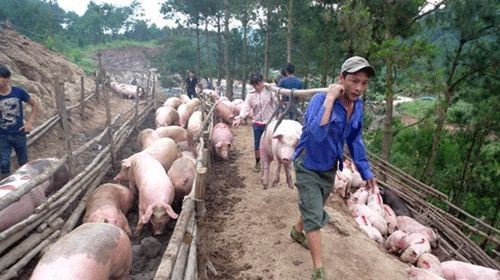 Đứng trước tình trạng rớt giá tiêu thụ khó khăn, nhiều hộ chăn nuôi khu vực ĐBSCL đã tự “giải cứu” bằng cách làm thịt heo đem ra vỉa hè bán
