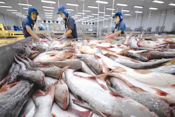 Cá tra đã có mặt tại 140 quốc gia và vùng lãnh thổ nhưng lại chưa phổ biến đến người tiêu dùng nội địa