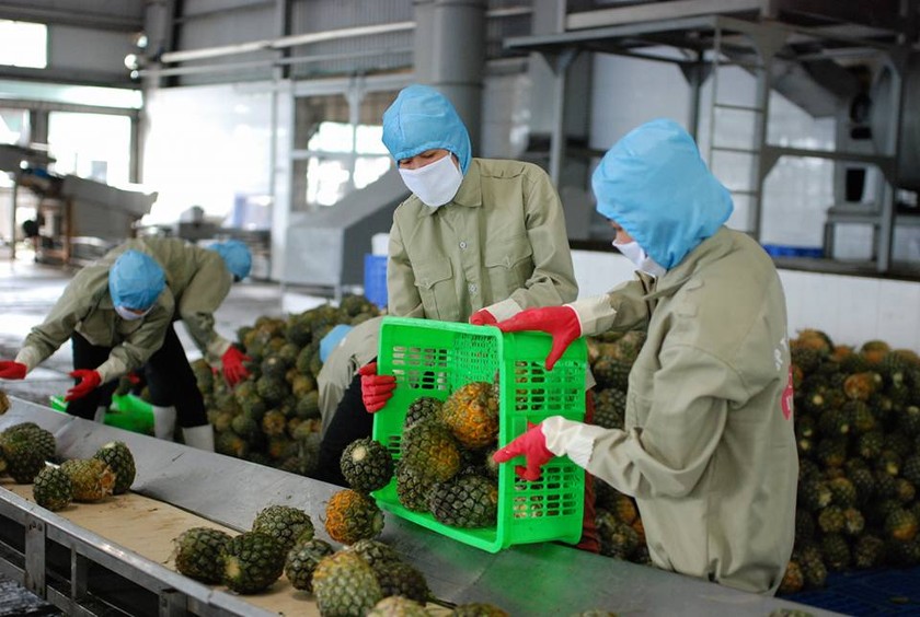 Nhóm hàng rau quả đã có sự bứt phá đang trở thành một lợi thế cạnh tranh xuất khẩu quốc tế của Việt Nam