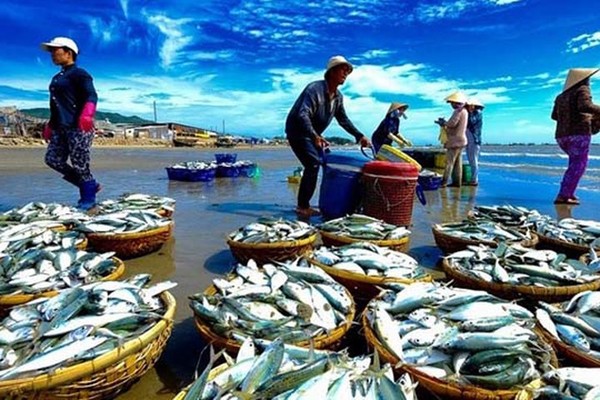 Thời hạn cuối của “thẻ vàng” mà Ủy ban Châu Âu (EC) áp dụng đối với hoạt động khai thác thủy sản của Việt Nam đang đến gần