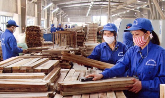 Quy định về quản lý gỗ theo chuỗi trong quá trình sản xuất, chế biến và thương mại là điểm mới đáng chú ý trong Dự thảo Nghị định thi Luật Lâm nghiệp