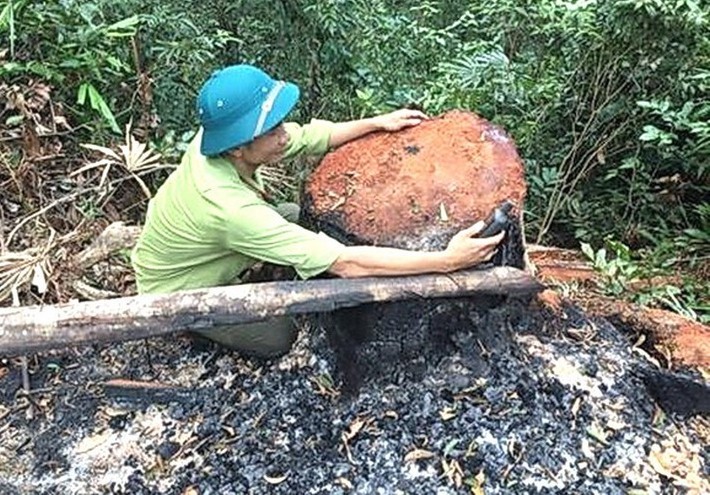 Ảnh: Một vụ phá rừng tại Lâm trường Trường Sơn, tỉnh Quảng Bình