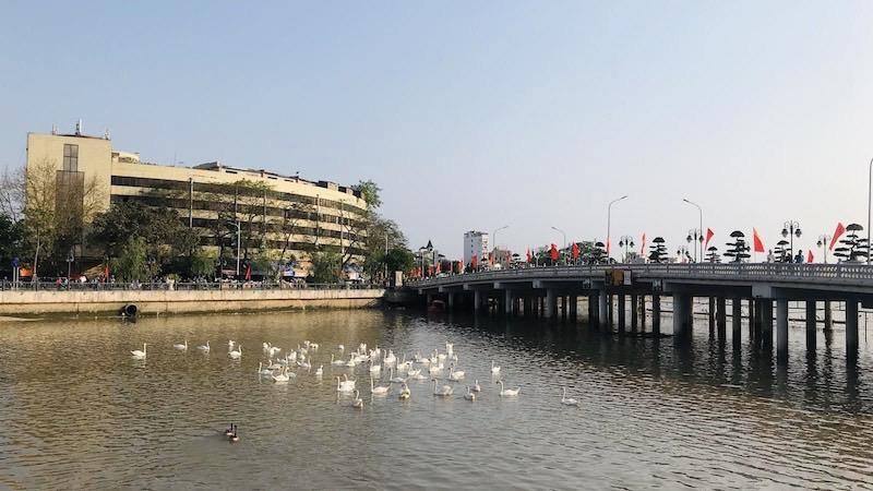 Quận Hồng Bàng thả thêm 65 đôi thiên nga xuống sông Tam Bạc