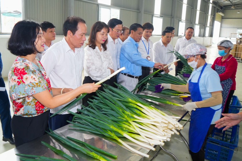 Lãnh đạo TP Hải Phòng thăm cơ sở sản xuất hành lá xuất khẩu tại xã An Hưng, huyện An Dương.
