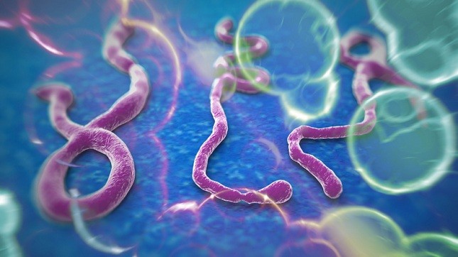 Việt Nam chưa ghi nhận trường hợp nhiễm dịch Ebola