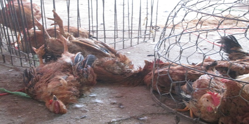 Hà Nội: Cận tết vẫn ngổn ngang gà sống, chết lẫn lộn ở chợ Hà Vỹ