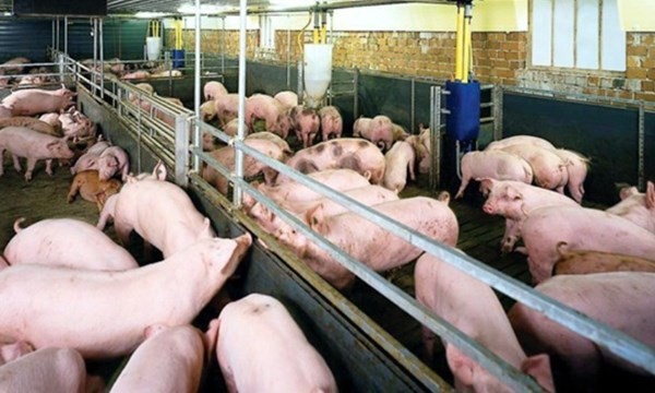 Bộ Y tế nói gì về việc 6 tấn salbutamol được sử dụng để nuôi lợn