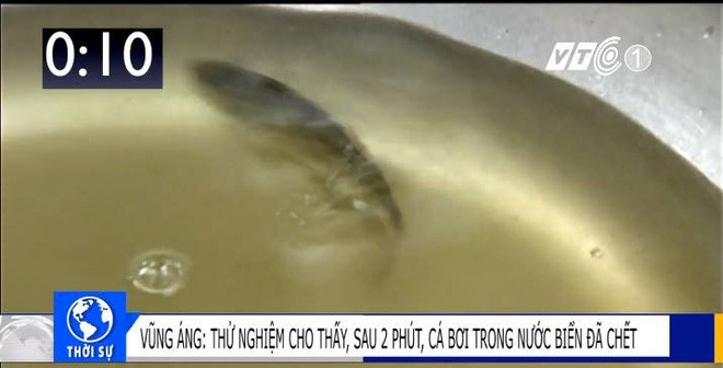 Clip thí nghiệm thực tế: Cá chết sau 2 phút bơi trong nước biển Vũng Áng