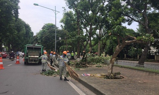 Hà Nội: Hàng cây đẹp nhất trên đường Kim Mã bắt đầu bị chặt hạ