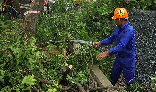 Hà Nội: Di chuyển, chặt hạ gần 1300 cây xanh trên đường Phạm Văn Đồng
