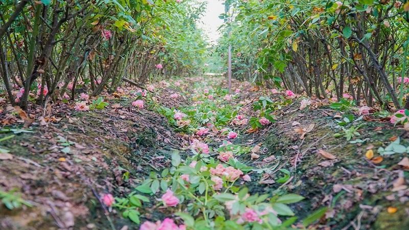 Ế hàng tháng Vu lan, nông dân Hà Nội bỏ hoa lại vườn vì dịch COVID-19