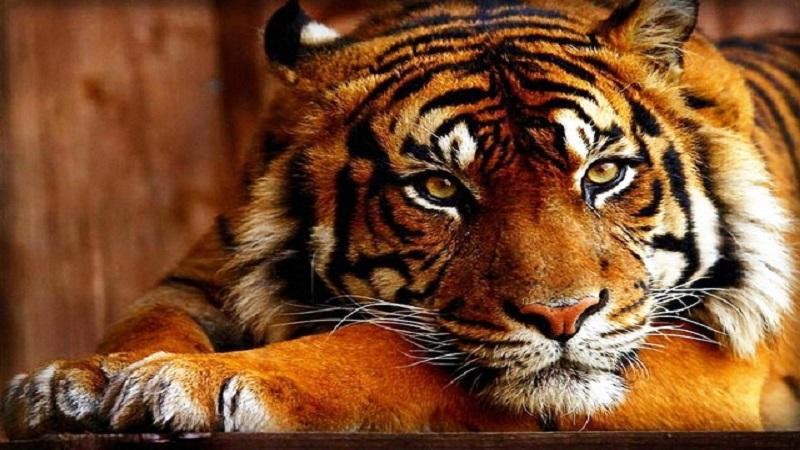Xuân Nhâm Dần, hãy giảm nhu cầu đối với các sản phẩm từ hổ