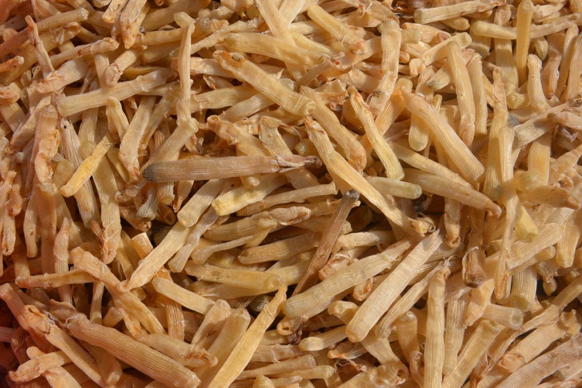 Với giá bán 4-6 triệu/kg, sá sùng khô là loại đặc sản "quý như vàng". Ảnh: Quang Hà