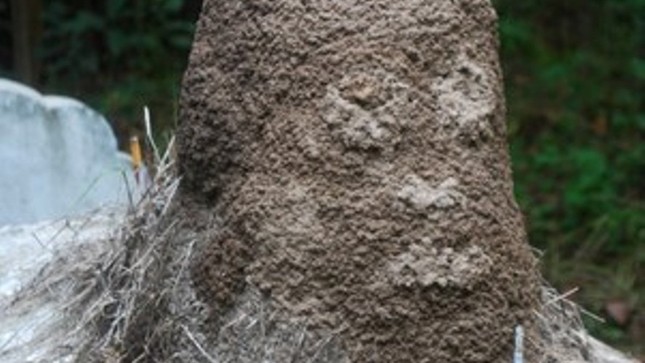 Kỳ bí ngôi mộ có ụ mối hình đầu người "mọc" râu, tóc”