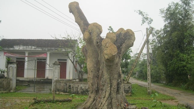 Dân làng đang tìm mọi cách cứu sống “cụ” cây vô tình bị nhóm thợ “làm hại”