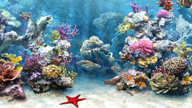 “Phù phép” nhập hàng tấn san hô, bức hại môi trường biển